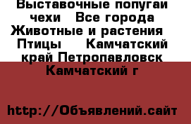 Выставочные попугаи чехи - Все города Животные и растения » Птицы   . Камчатский край,Петропавловск-Камчатский г.